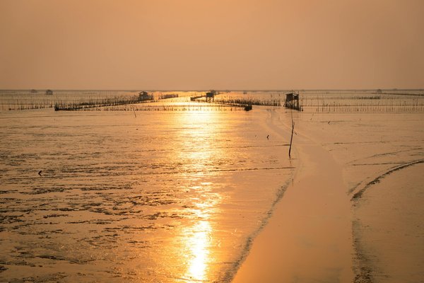 Discover the Excitement: Explore Traditional Sheep Shearing in Wales – Your Ultimate Guide!
